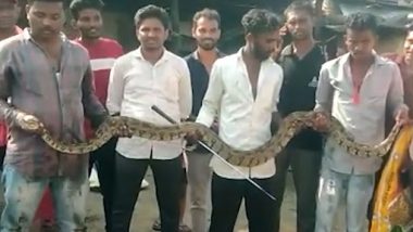 Giant Snake: वाशिम की दरगाह पर खेत में मिला 10 फुट लंबा अजगर, वीडियो देख रह जाएंगे दंग