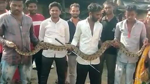 Giant Snake: वाशिम की दरगाह पर खेत में मिला 10 फुट लंबा अजगर, वीडियो देख रह जाएंगे दंग