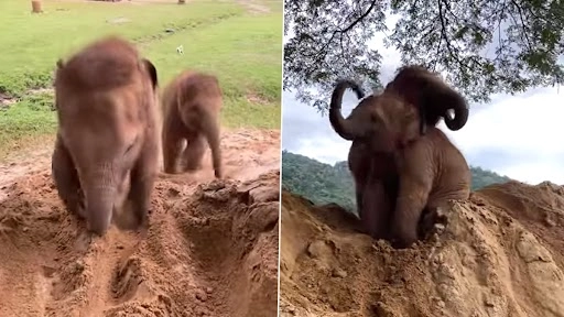 मिट्टी के पहाड़ पर चढ़कर धुल उड़ाते बेबी एलीफैंट का क्लिप वायरल, क्यूट वीडियो देख बन जाएगा दिन