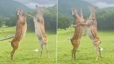 Viral Video: एक-दूसरे को लात मारते हुए दो हिरणों का क्लिप वायरल, फनी वीडियो वायरल