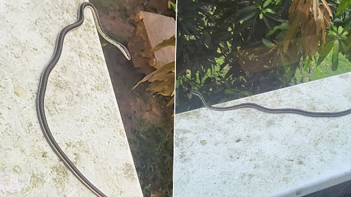 Snake Sneaking Into Gym: खिड़की से जिम में झांकते हुए सांप की तस्वीर वायरल, देखें फोटोज