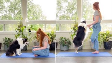 Dog Yoga: ऑस्ट्रेलियन शेफर्ड डॉग ने अपनी मालकिन के साथ प्रोफेशनल की तरह किया योगा, वीडियो वायरल