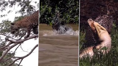 Viral Video: पेड़ से पानी में छलांग लगाकर जगुआर ने किया  मगरमच्छ का शिकार, देखें वीडियो