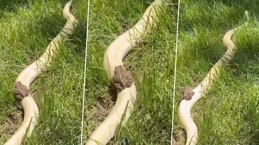 Frog Rides a Snake: विशालकाय अजगर की सवारी करता दिखा मेंढक, देखें भयानक वीडियो