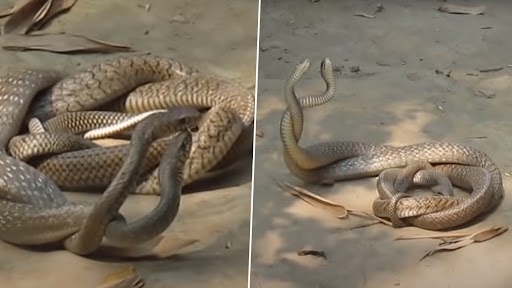 Naag Naagin Romance: बंगाल में रोमांस करते दिखे नाग नागिन, पूरी घटना कैमरे में कैद, देखें वीडियो