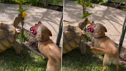Dog Gives Company to Tortoise: घास और फूल खाते हुए कछुए को डॉग ने दी कंपनी, देखें क्यूट वीडियो