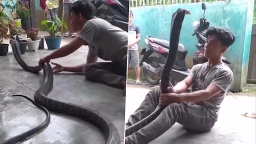 Stunt With Snake: विशाल किंग कोबरा के साथ स्टंट कर रहा था शख्स, उसके बाद जो हुआ...देखें वीडियो