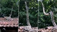 Snake Video: छत पर खड़ा होकर पेड़ पर चढ़ गया विशाल अजगर, आपने कभी नहीं देखा होगा ऐसा नजारा