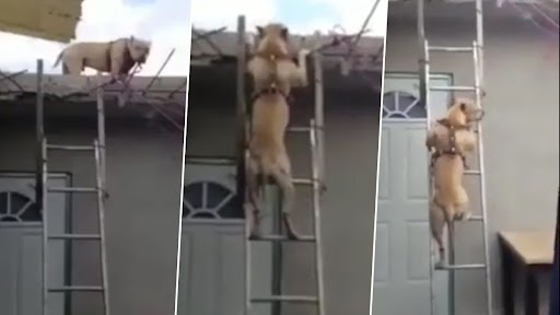 Smart Dog: कभी देखा है किसी डॉग को सीढ़ियों से चढ़ते उतरते? इस क्यूट डॉग की स्मार्टनेस देख रह जाएंगे दंग