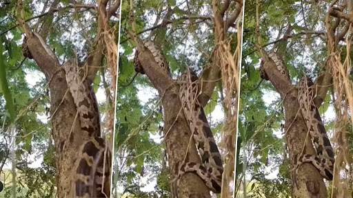 Giant Snake: बड़ी ही फुर्ती से पेड़ पर चढ़ते विशाल अजगर का क्लिप वायरल, वीडियो देख रह जाएंगे दंग