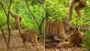 Monkey Video: बदमाश बंदर ने पेड़ के नीचे बैठे बाघ के खींचे कान, गुर्राने पर खिंची पूंछ, देखें फनी वीडियो