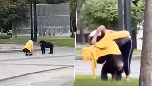 चिड़ियाघर से भागे चिंपैंजी को Zoo के कर्मचारी रेनकोट और साइकिल की लालच देकर ले आए वापस