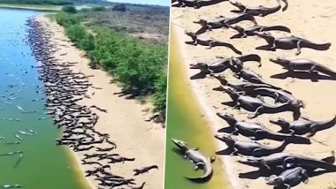 Crocodile Meeting: झील किनारे एक साथ मेला लगाकर बैठे दिखे हजारों मगरमच्छ, वीडियो देख उड़ जाएंगे होश