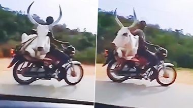 Bull on Bike: बाइक पर आराम से सीट बेल्ट लगाकर यात्रा करता दिखा बैल, पहले कभी नहीं देखा होगा ऐसा वीडियो