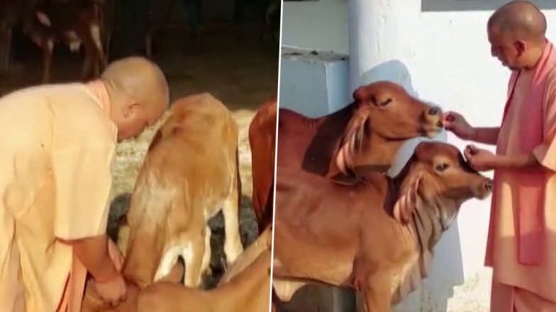 CM योगी ने गोरखनाथ मंदिर में गायों को खिलाया चारा, वीडियो तेजी से हो रहा वायरल