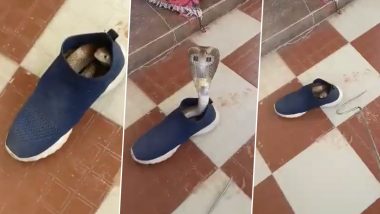 Karnataka के Mysore में जूते के अंदर छिपे कोबरा सांप का चौंकाने वाला वीडियो हो रहा वायरल- Watch Video