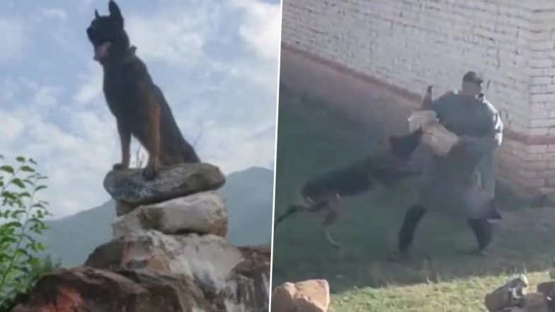 Army Dog Zoom Passed Away: नहीं रहा आर्मी डॉग जूम, सर्जरी के बाद सेना के अस्पताल में निधन