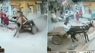 Viral Video: कार से टक्कर लगने के कारण बिगड़ा गधे के बैलेंस, वायरल वीडियो में देखें कैसे बची जानवर की जान