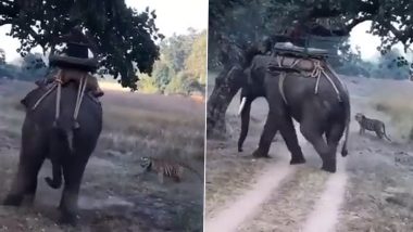 Elephant पर बैठे महावत की तरह बाघ लपका, लेकिन बहादुर हाथी के आगे दूम दबाकर भागा (Watch Viral Video