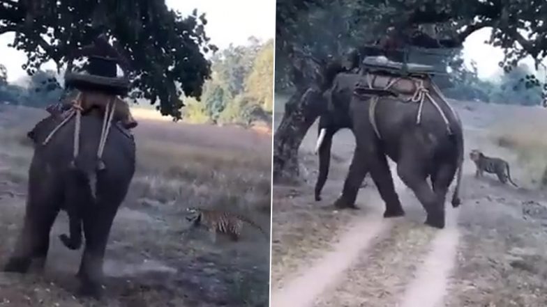Elephant पर बैठे महावत की तरह बाघ लपका, लेकिन बहादुर हाथी के आगे दूम दबाकर भागा (Watch Viral Video