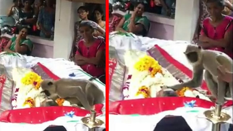 VIDEO: प्रेम की मिसाल! खाना खिलाने वाले शख्स की हुई मौत, तो लंगूर ने दी अंतिम विदाई, वीडियो देख भावुक हुए लोग