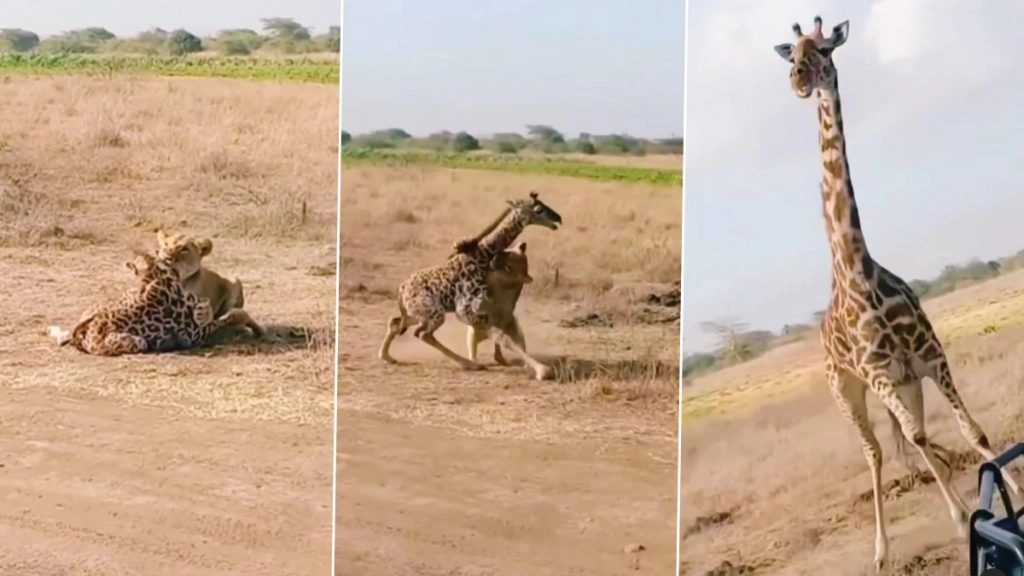 नन्हे जिराफ पर शेरनी ने किया जबरदस्त अटैक, लेकिन मां के आक्रामक तेवर के आगे माननी पड़ी हार 