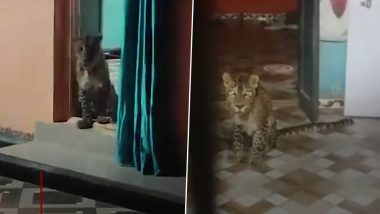 Leopard Video: महाराष्ट्र के सातारा में कुत्ते का शिकार करने तेंदुआ घर में घुसा, वन विभाग की टीम ने पकड़ा