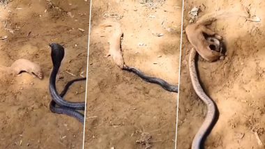 Shocking! विशालकाय किंग कोबरा को जिंदा निगल गया नेवला, इस खूनी संघर्ष का वीडियो हुआ वायरल
