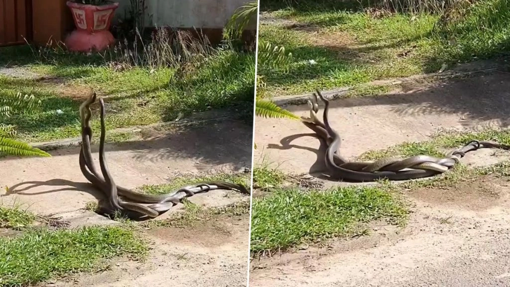 नाग-नागिन के रोमांस में खलल डालने के लिए बीच में आया तीसरा सांप, फिर जो हुआ… Viral Video देख हो जाएंगे हैरान