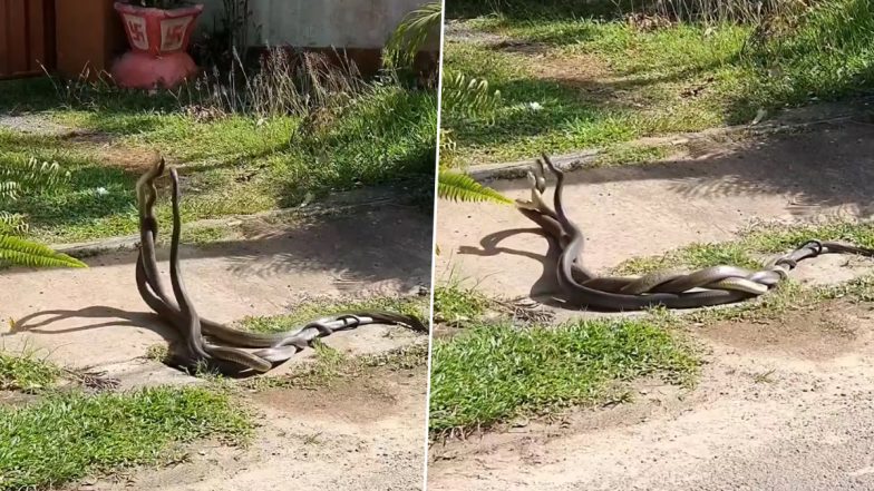 नाग-नागिन के रोमांस में खलल डालने के लिए बीच में आया तीसरा सांप, फिर जो हुआ… Viral Video देख हो जाएंगे हैरान
