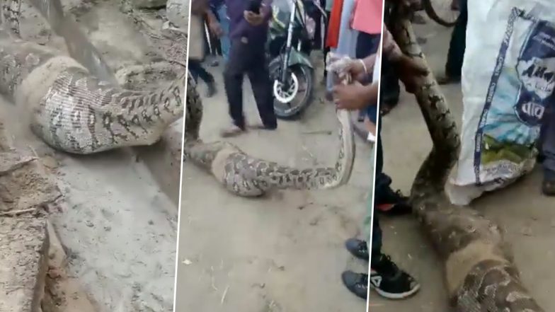 Kanpur: बकरी निगलने के बाद CSA यूनिवर्सिटी में आराम फरामा रहा था 15 फीट लंबा अजगर, वन विभाग की टीम ने पकड़ा- Video