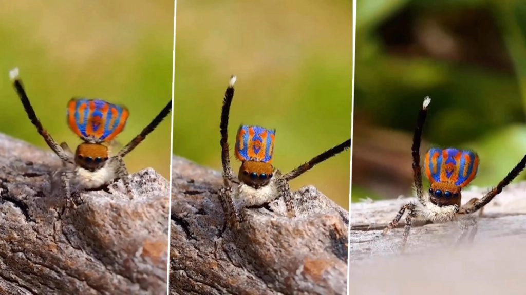 मोर की तरह पंख फैलाकर नाचती मकड़ी का हैरान करने वाला वीडियो हुआ वायरल, आप भी रह जाएंगे दंग
