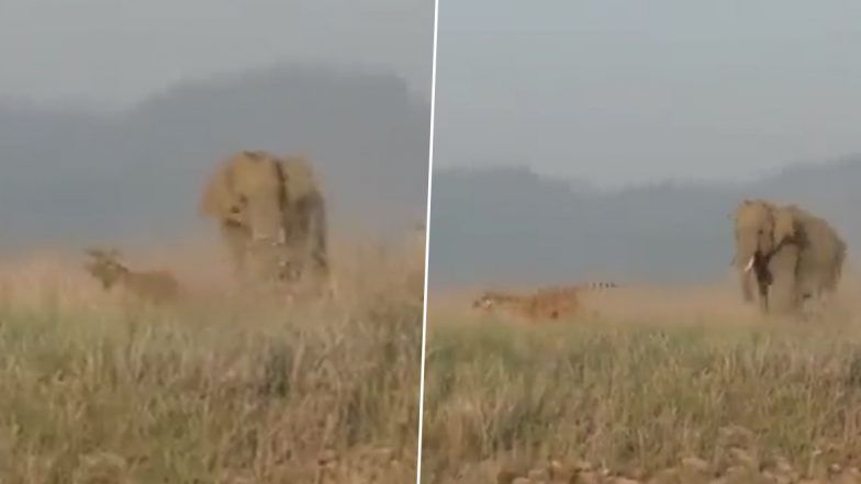 जब बाघ और विशालकाय हाथी का हुआ आमना-सामना, फिर जो हुआ Viral Video देख हैरान हो जाएंगे आप