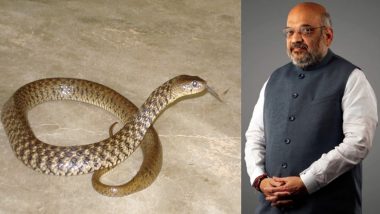 Snake at Amit Shah House: गृहमंत्री अमित शाह के घर पर मिला सांप, चौकीदार ने देखते ही तुरंत किया ये काम