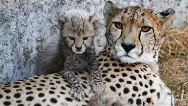 Cheetah Pregnant In Kuno! देश में जल्द बढ़ेने वाली है चीतों की आबादी, नामीबिया से आई फीमेल चीता हुई गर्भवती