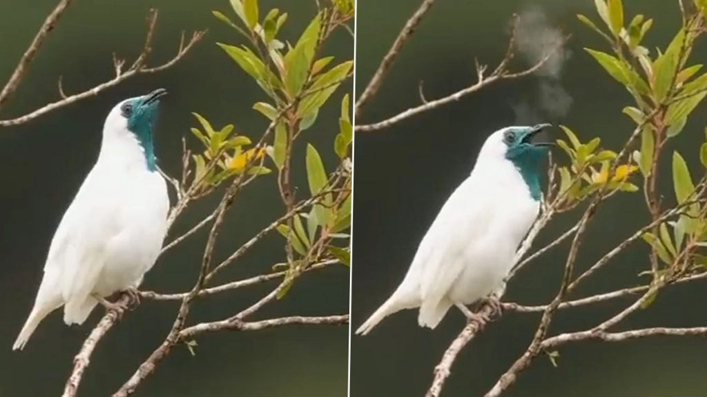 यह पक्षी अपने मुंह से निकालता है स्मोक, Viral Video देख आपको नहीं होगा अपनी आंखों पर यकीन