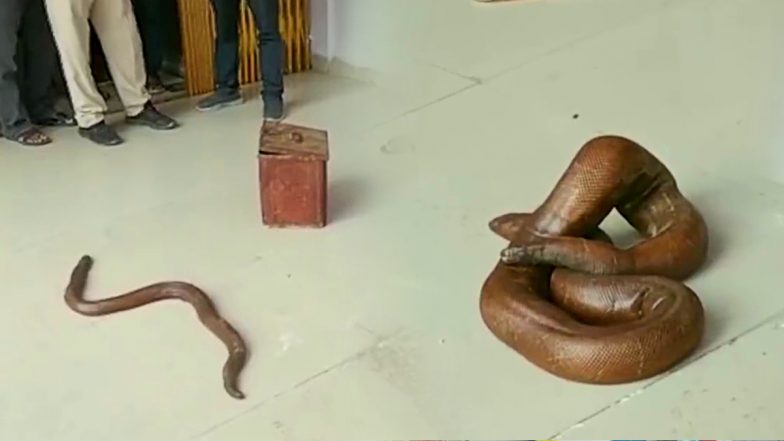 VIDEO: कोर्ट में पेश हुआ 5 करोड़ का दोमुंहा सांप, &lsquo;रेड सैंड बोआ&rsquo; की हो रही थी तस्करी, आखिर क्यों है इतनी कीमत?