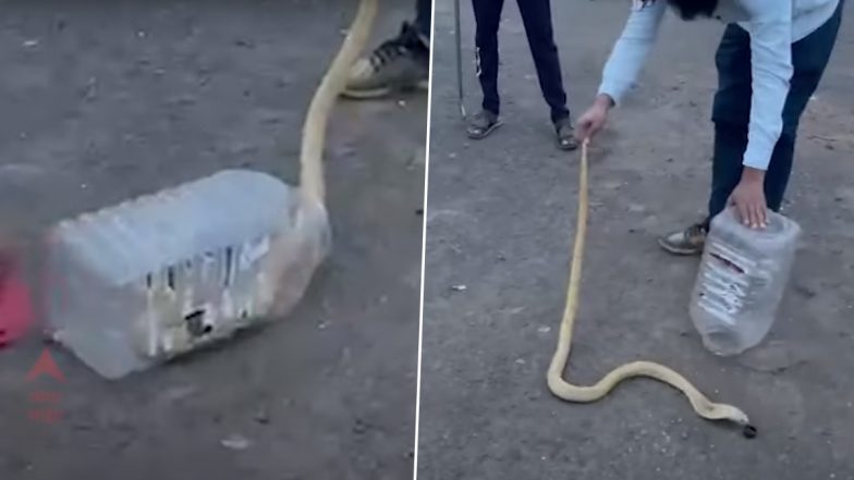 White King Cobra: पुणे में किसान के घर में घुसा सफेद रंग का किंग कोबरा, Viral Video में देखें कैसे किया गया सांप को रेस्क्यू
