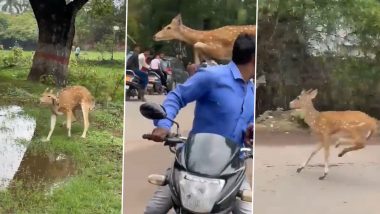 पब्लिक के सामने हिरण ने लगाई जबरदस्त छलांग, नजारा देखते रह गए लोग (Watch Viral Video)