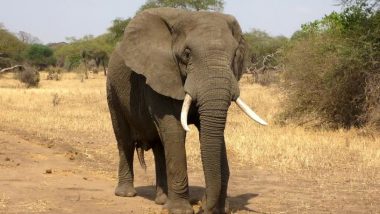 Shocking! कई गोलियां लगने के बाद भी जिंदा बचा हाथी, लेकिन इस वजह से चली गई गजराज की जान