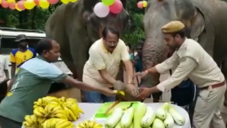झारखंड: जमशेदपुर के दलमा वन्यजीव अभ्यारण्य में एक हथिनी का 13वां जन्मदिन मनाया