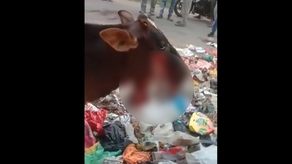 Kanpur Shocker: बम फटने से गाय के जबड़े के उड़े चीथड़े, पुलिस ने शुरू की जांच