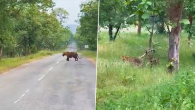 VIDEO: जान जोखिम में डालकर Tiger के साथ ली सेल्फी! टाइगर रिजर्व में बाघ के साथ फोटो लेते युवकों का वीडियो वायरल