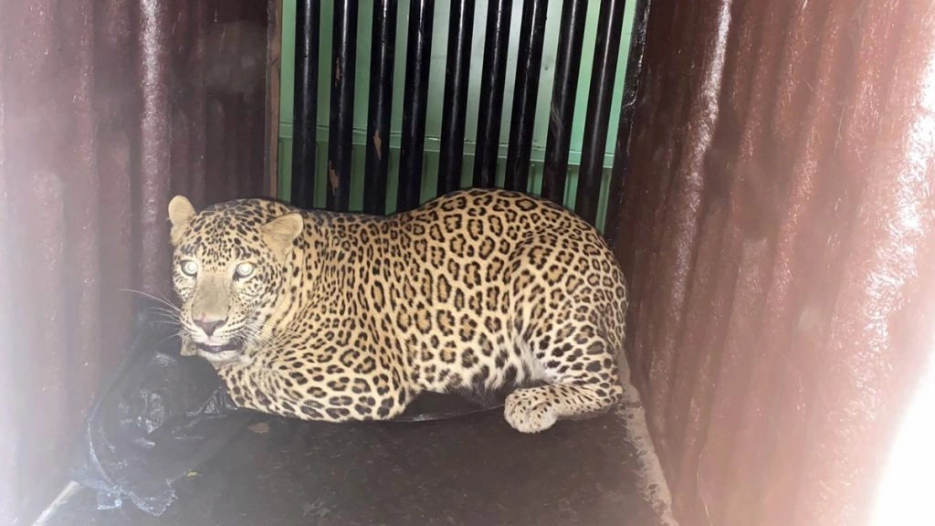 जम्मू-कश्मीर के पुलवामा में तेंदुए के हमले में चार घायल, अस्पताल में भर्ती