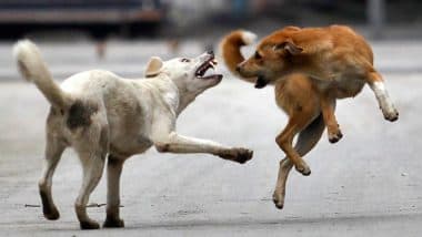 Stray Dogs Attack: बदायूं में आवारा कुत्तों के झुंड ने 27 भेड़ों को मार डाला, 22 को घायल किया