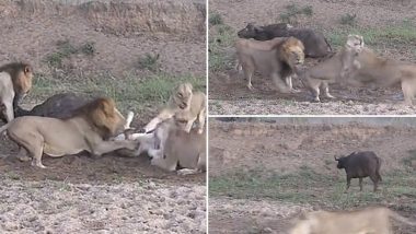 Viral Video: शिकार के चक्कर में आपस में ही लड़ पड़े सभी शेर, फिर जो हुआ… देखें वायरल वीडियो