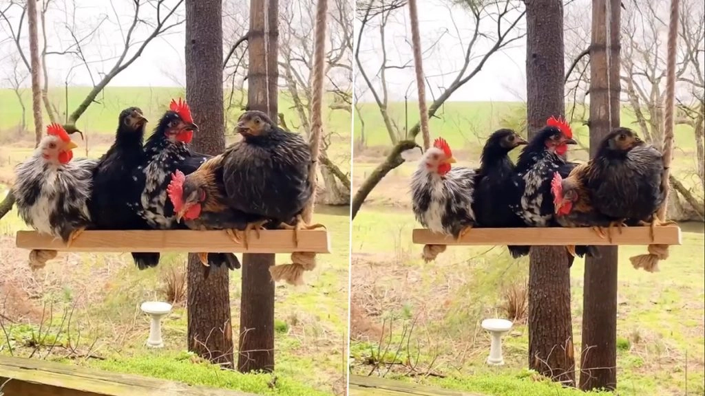 कई मुर्गे-मुर्गियां एक साथ झूला झूलते आए नजर, मनमोहक वीडियो हुआ वायरल (Watch Viral Video)
