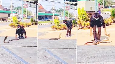 Snake Viral Video: खतरनाक सांप से खिलवाड़ करता दिखा लड़का, गर्दन दबोचकर लगा नागराज को पकड़ने