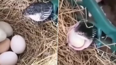 Viral Video: अंडा निगलने के बाद हुई सांप की हालत खराब, मुंह से निवाला निगलते नागराज का वीडियो हुआ वायरल