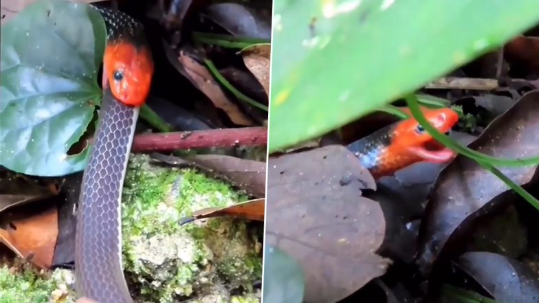 Viral Video: भूखे नागराज ने पेट भरने के लिए दूसरे सांप को बनाया अपना निवाला, रोंगटे खड़े कर देने वाला वीडियो हुआ वायरल